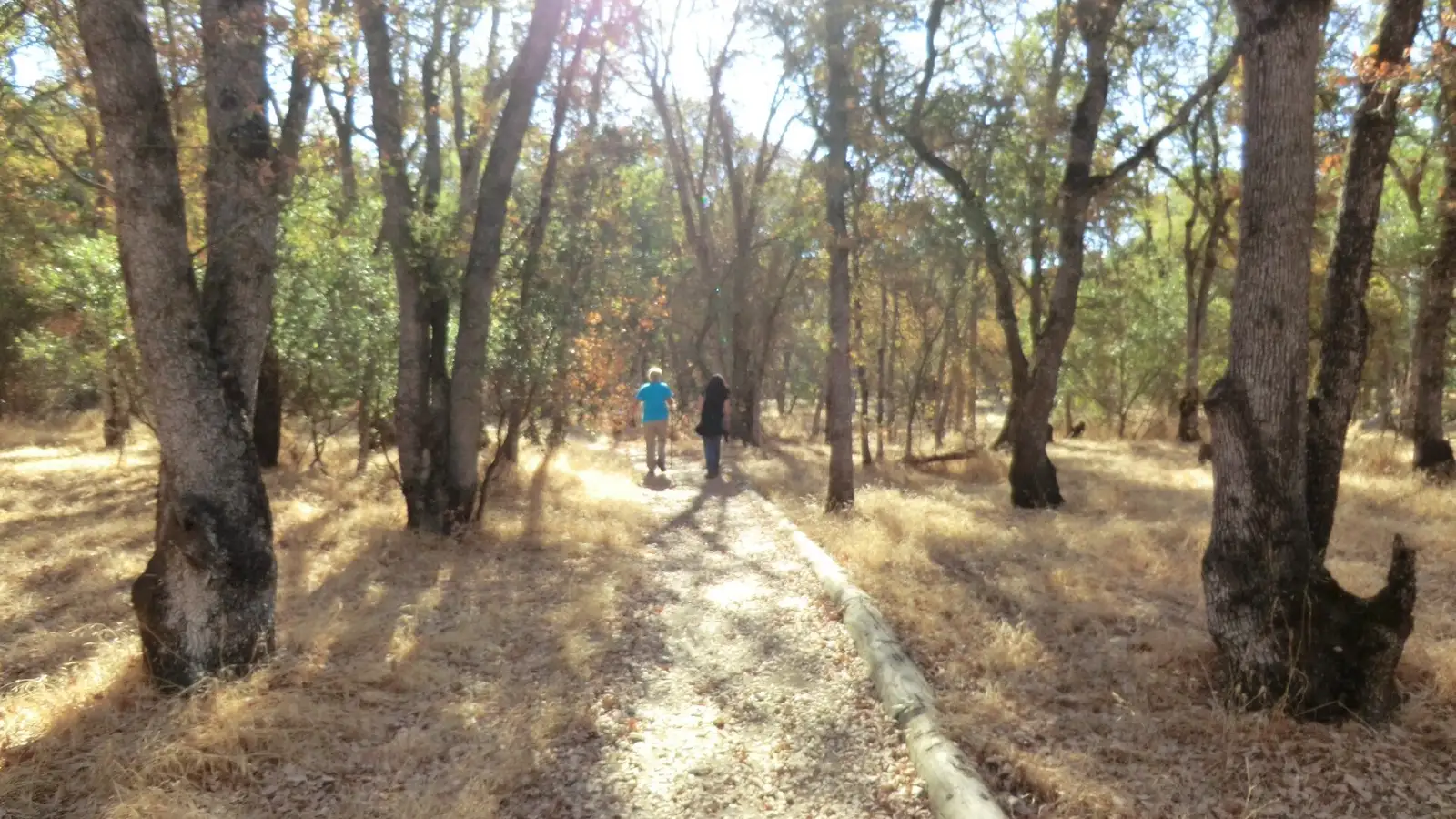 Oak-lined trail in Orangevale